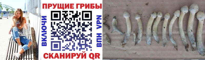 Галлюциногенные грибы Psilocybine cubensis  что такое наркотик  Богородицк 